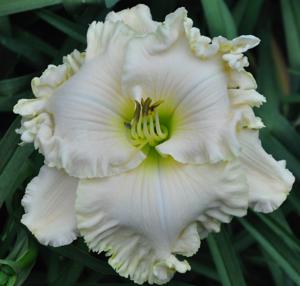 White Ambrosia
